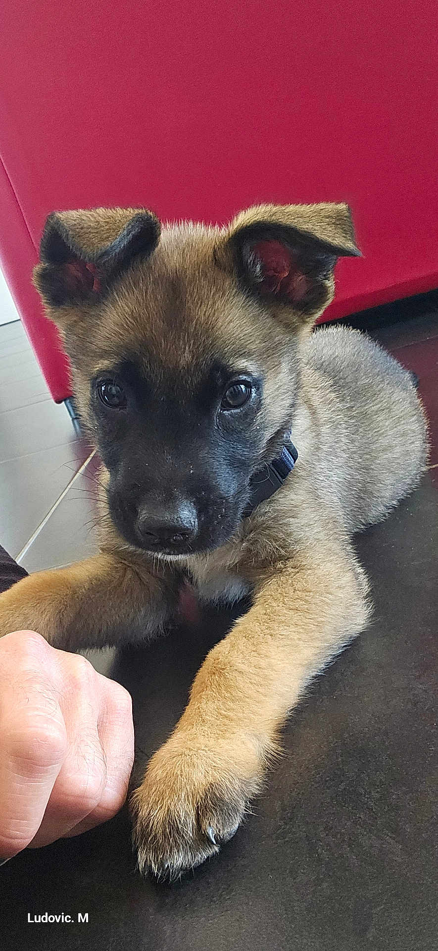 Berlin a rejoint le concours — aidez-le/la à gagner de superbes lots ! puppy, dog, animal, pet, fur, paw, face, black_face, tan_fur, floor, couch, red_couch, indoor, human_hand, fist, closeup, curious, cute, young, collar