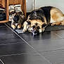 Berlin a rejoint le concours — aidez-le/la à gagner de superbes lots ! dog, puppy, indoor, shoe_rack, floor_tiles, mat, footwear, relaxed, curious, brown_dog, black_dog, wooden_furniture, pair, companion, pet, animal, resting, household, tile_floor, domestic