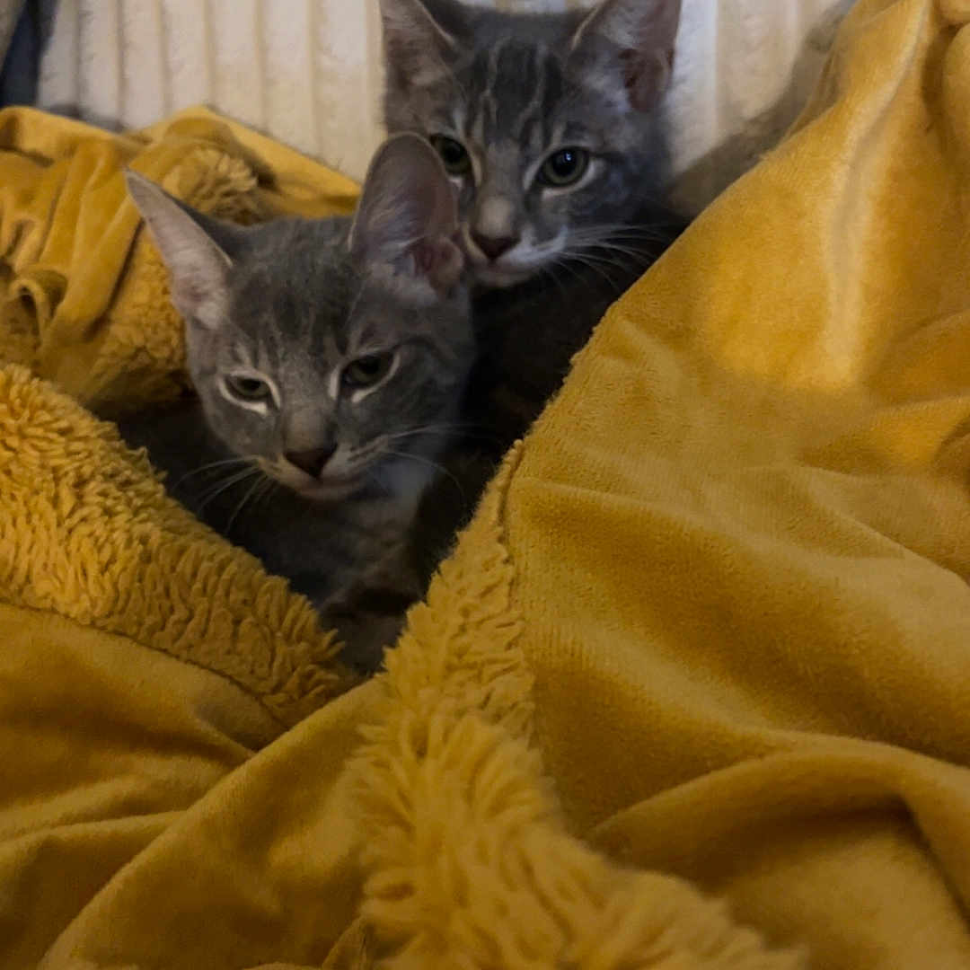 Finn And Thelonius is registered to the contest to win money with this photo: blanket, cat, comfort, couch, cozy, cute, domestic, feline, fur, gray_cat, indoor, kitten, pet, resting, sleepy, snuggling, soft, tabby, warm, yellow_blanket
