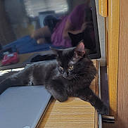 Bean is registered to the contest to win money with this photo: black_cat, cat, laptop, wooden_desk, tv_screen, reflection, indoor, feline, relaxed, alert, person_reflection, purple_shirt, electronics, table, resting, pet, domestic_animal, fur, whiskers, window_blinds