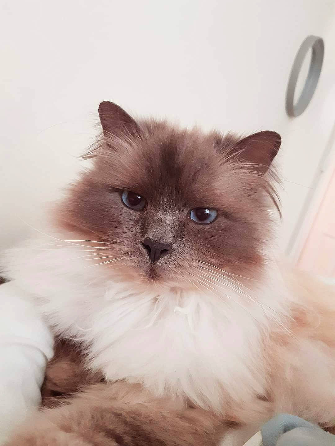 Bluebell is registered to the contest to win money with this photo: balinese, birman, carnivore, cat, fawn, felidae, flooring, fur, ragdoll, siamese, small_to_medium_sized_cats, snout, whiskers