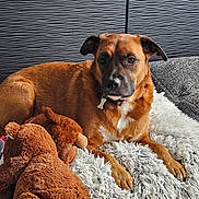 Maya participe au concours pour gagner de l'argent avec cette photo : dog, brown_dog, plush_toy, stuffed_animal, rug, fluffy_rug, bedroom, pet, indoor, resting, collar, toy, cozy, comfort, fur, animal, home, relaxed, lying_down, looking