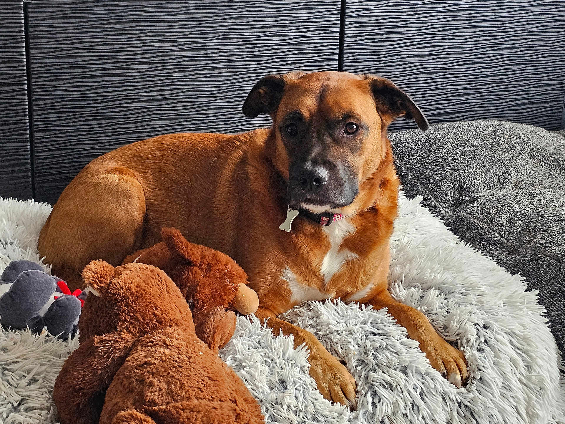 Maya participe au concours pour gagner de l'argent avec cette photo : dog, brown_dog, plush_toy, stuffed_animal, rug, fluffy_rug, bedroom, pet, indoor, resting, collar, toy, cozy, comfort, fur, animal, home, relaxed, lying_down, looking