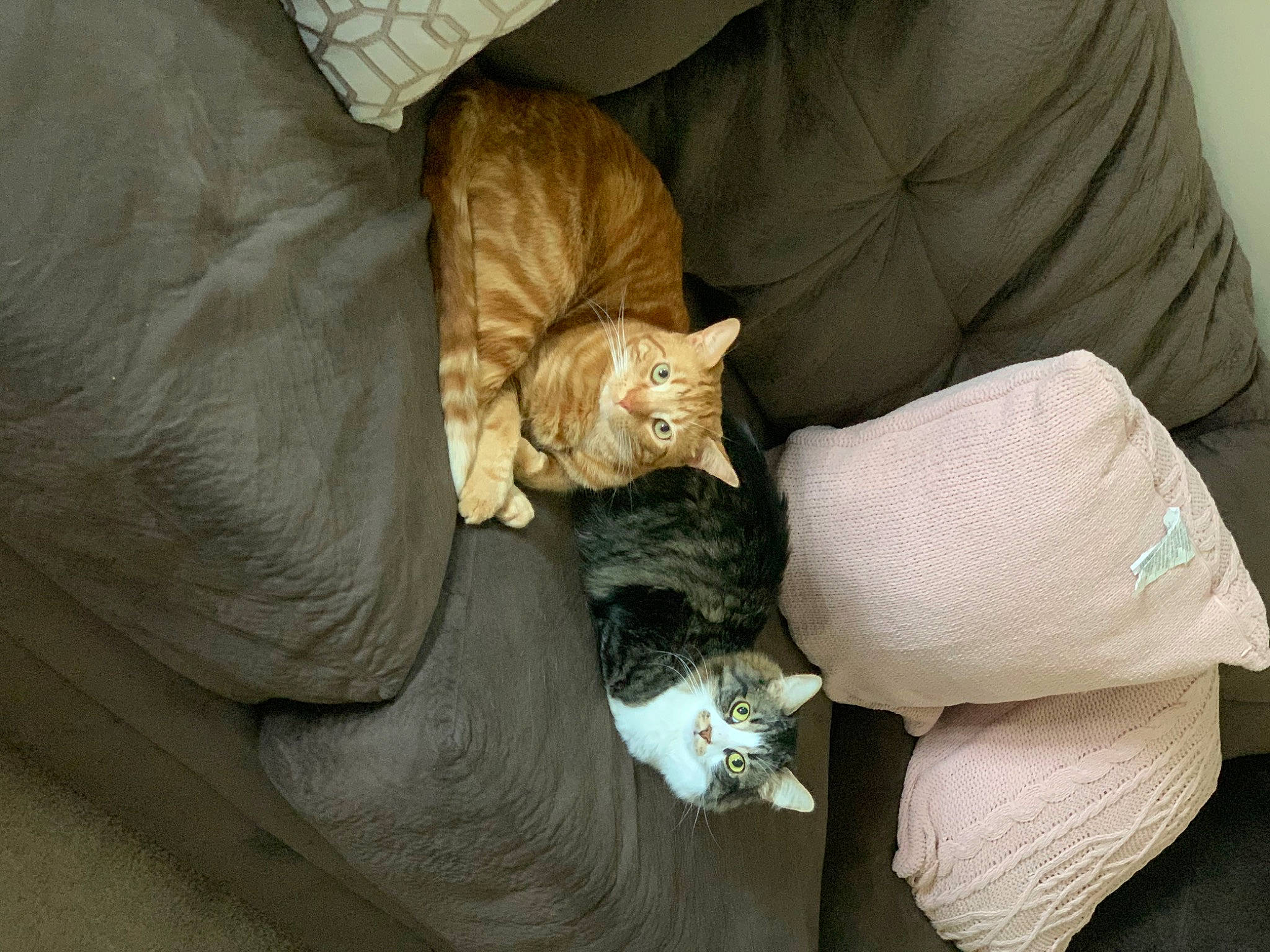 Felix is registered to the contest to win money with this photo: carnivore, cat, claw, comfort, couch, domestic_short_haired_cat, fawn, felidae, fur, linens, nap, paw, plant, room, small_to_medium_sized_cats, tail, whiskers