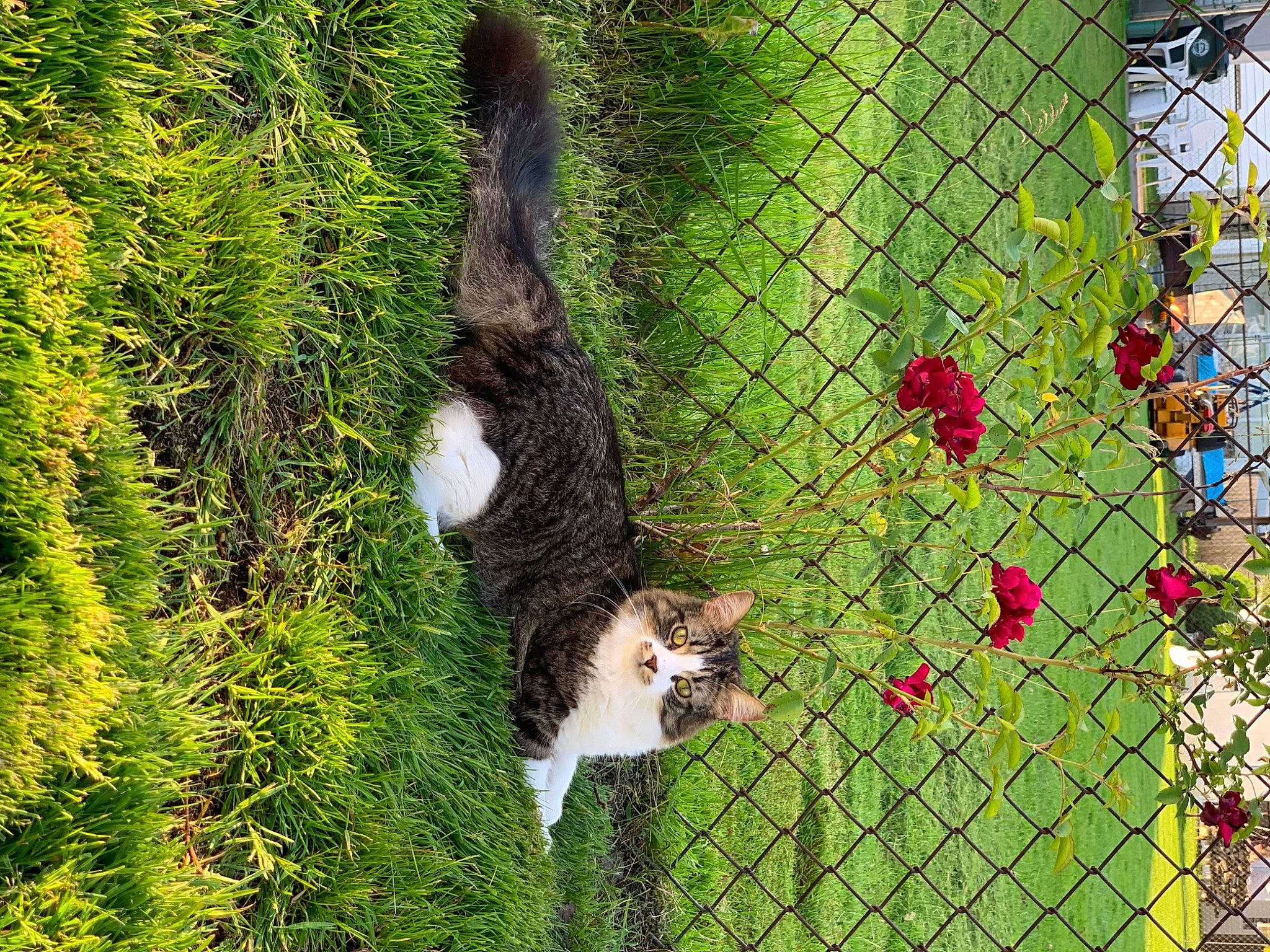 Felix joined the competition — help win amazing prizes! carnivore, cat, felidae, fence, flower, grass, green, groundcover, mesh, pet_supply, plant, shrub, small_to_medium_sized_cats, tail, terrestrial_animal, tree, trunk, whiskers, wire_fencing, wood