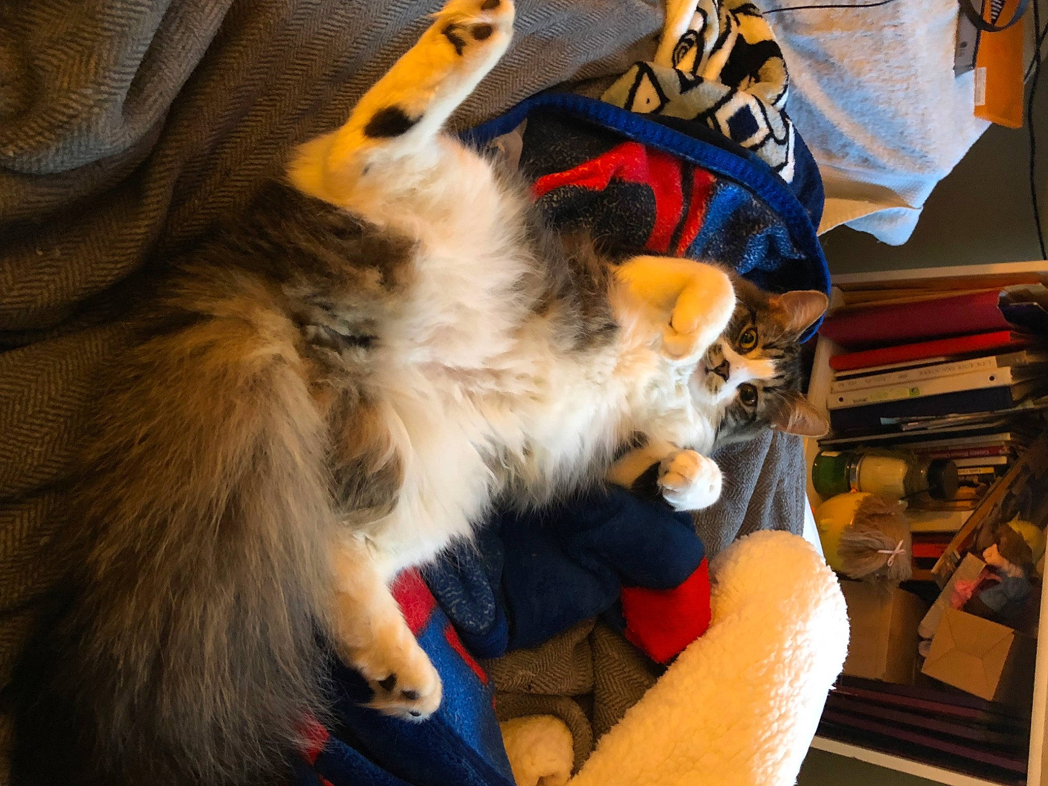 Felix is registered to the contest to win money with this photo: bag, canidae, carnivore, claw, comfort, companion_dog, dog_breed, eyewear, fashion_accessory, fawn, felidae, fur, lap, paw, personal_protective_equipment, small_to_medium_sized_cats, spitz, sporting_group, toy_dog, whiskers