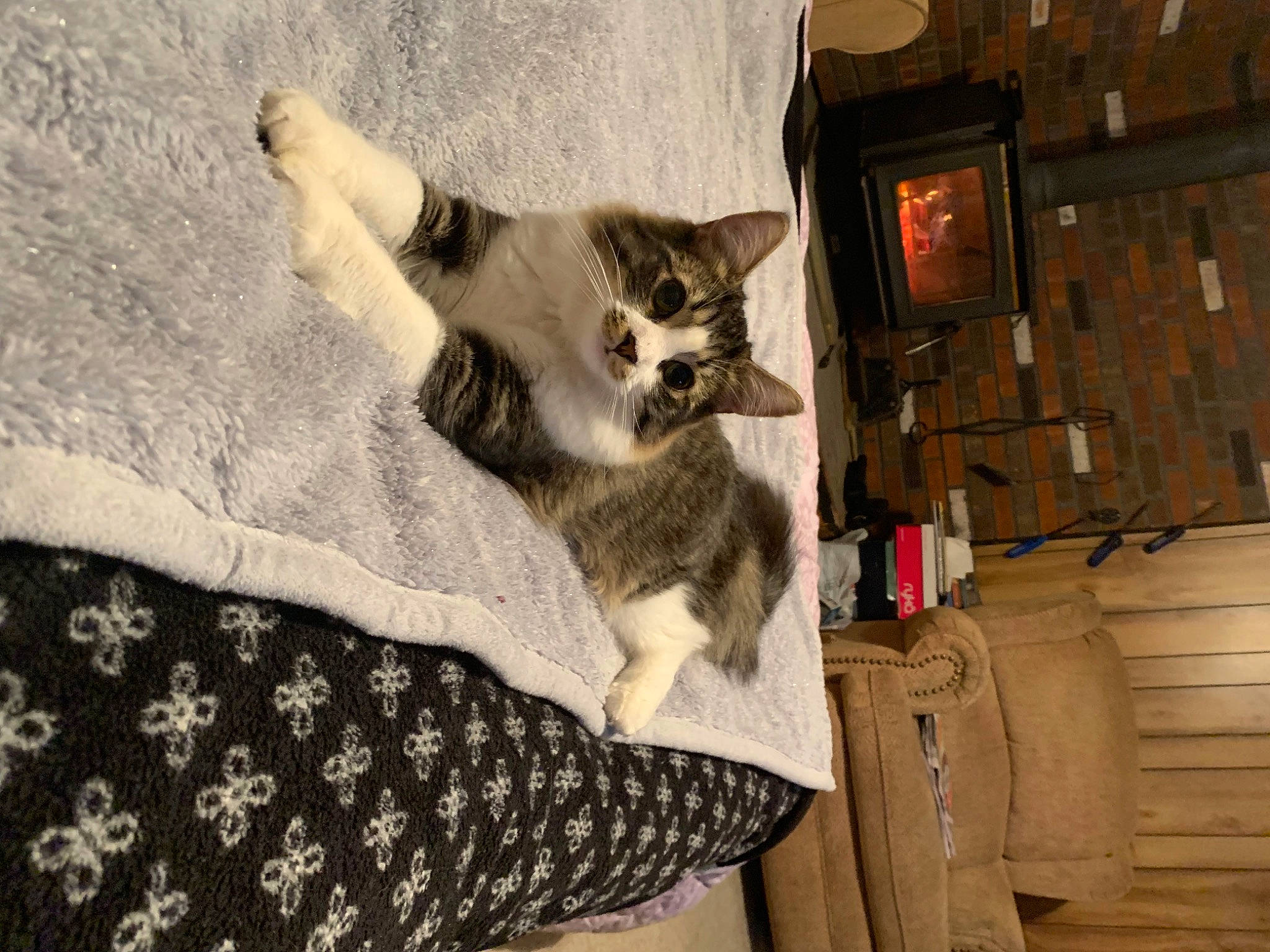 Felix is registered to the contest to win money with this photo: carnivore, cat, comfort, couch, domestic_short_haired_cat, door, fawn, felidae, fur, grey, hardwood, linens, pattern, paw, room, small_to_medium_sized_cats, tail, whiskers, wood