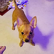 Rosie joined the competition — help win amazing prizes! dog, puppy, chihuahua, small_dog, indoor, floor, rug, blanket, toy, curious, ears_up, tail_up, light, shadow, pet, animal, cute, looking_up, young_dog, domestic