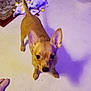 dog, puppy, chihuahua, small_dog, indoor, floor, rug, blanket, toy, curious, ears_up, tail_up, light, shadow, pet, animal, cute, looking_up, young_dog, domestic