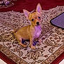chihuahua, puppy, dog, pet, indoor, carpet, rug, animal, small_dog, toy, floor, cute, ears, looking, alert, domestic, mammal, companion, young, sitting