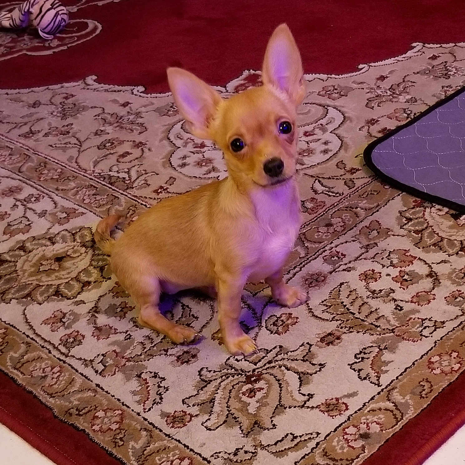 Rosie is registered to the contest to win money with this photo: alert, animal, carpet, chihuahua, companion, cute, dog, domestic, ears, floor, indoor, looking, mammal, pet, puppy, rug, sitting, small_dog, toy, young