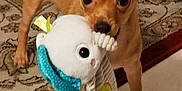Rosie is registered to the contest to win money with this photo: dog, puppy, toy, plush_toy, indoor, carpet, floor, pet, animal, small_dog, cute, playful, ears, brown_dog, looking, standing, home, domestic_animal, mouth, flooring
