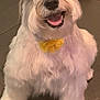 Duet joined the competition — help win amazing prizes! dog, white_fur, yellow_bow, pet, smiling, happy, sitting, indoor, leather_couch, cute, fluffy, friendly, animal, canine, portrait, domestic_animal, fur, face, ears, nose