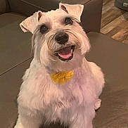 Duet is registered to the contest to win money with this photo: dog, smiling, pet, bow_tie, white_fur, couch, leather, indoor, floor, happy, animal, cute, portrait, fluffy, small_dog, living_room, home, sitting, friendly, domestic_animal