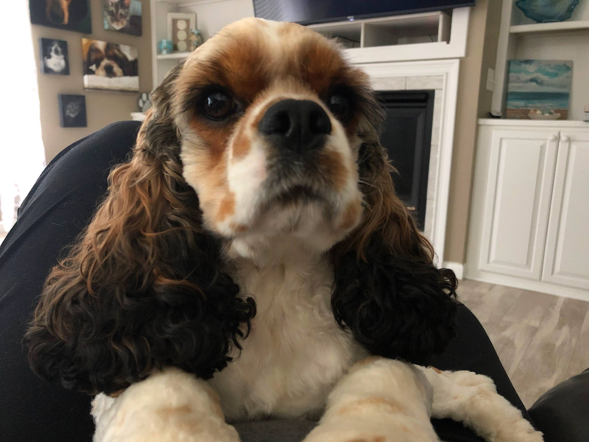Remmie joined the competition — help win amazing prizes! american_cocker_spaniel, canidae, carnivore, cavalier_king_charles_spaniel, cocker_spaniel, companion_dog, dog, dog_breed, english_cocker_spaniel, fur, king_charles_spaniel, mammal, puppy, puppy_love, rare_breed_dog, russian_spaniel, snout, spaniel, sporting_group, vertebrate