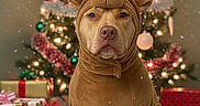 Kash is registered to the contest to win money with this photo: brown, christmas_tree, cute, decorations, dog, festive, fur_rug, gift_wrapping, green, holiday, indoor, ornaments, pet, plush_toy, portrait, presents, red, reindeer_costume, tinsel, white