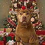 Kash is registered to the contest to win money with this photo: dog, reindeer_costume, christmas_tree, holiday, presents, gift_wrapping, plush_toy, indoor, festive, decorations, ornaments, tinsel, fur_rug, brown, red, green, white, cute, pet, portrait