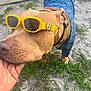 dog, sunglasses, yellow, blue_jacket, pet, outdoor, grass, hand, animal, canine, fashion, accessory, closeup, cute, friendly, summer, sunny, casual, playful, ground