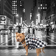 Kash joined the competition — help win amazing prizes! animal, apparel, black_and_white, blurred, canine, city, coat, dog, fashion, lights, night, outdoor, pavement, pedestrians, rain, rainy_weather, sidewalk, street, urban, walking