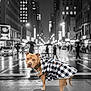 animal, apparel, black_and_white, blurred, canine, city, coat, dog, fashion, lights, night, outdoor, pavement, pedestrians, rain, rainy_weather, sidewalk, street, urban, walking