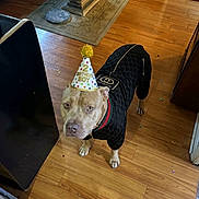 Kash joined the competition — help win amazing prizes! dog, birthday_hat, black_clothing, floor, wooden_floor, indoor, pet, celebration, party, looking_up, curious, decor, table, rug, canine, animal, household, birthday, cute, fashion