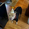 dog, birthday_hat, black_clothing, floor, wooden_floor, indoor, pet, celebration, party, looking_up, curious, decor, table, rug, canine, animal, household, birthday, cute, fashion