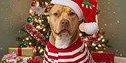 Kash is registered to the contest to win money with this photo: celebration, christmas_presents, christmas_tree, cozy, cute, decorations, dog, festive_clothing, fur, gift_wrapping, holiday, holiday_season, indoor, pet, plush_toy, red_and_white, reindeer_toy, santa_hat, snow_effect, striped_outfit