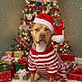 Kash is registered to the contest to win money with this photo: dog, christmas_tree, christmas_presents, holiday, festive_clothing, santa_hat, plush_toy, reindeer_toy, indoor, decorations, gift_wrapping, snow_effect, red_and_white, striped_outfit, pet, cute, holiday_season, celebration, cozy, fur