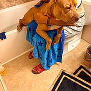 Kash joined the competition — help win amazing prizes! dog, person, bathroom, towel, scrubbing, bathtub, toilet, floor, rug, sandals, clothing, wall, hand, bracelet, earring, tile_floor, cleaning, pet_care, brown_dog, blue_towel