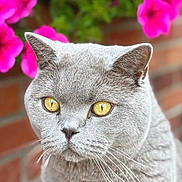 Buddy Simon Green joined the competition — help win amazing prizes! cat, gray_cat, yellow_eyes, whiskers, close_up, portrait, feline, pet, animal, outdoor, flowers, pink_flowers, brick_wall, nature, soft_focus, fur, cute, domestic_cat, mammal