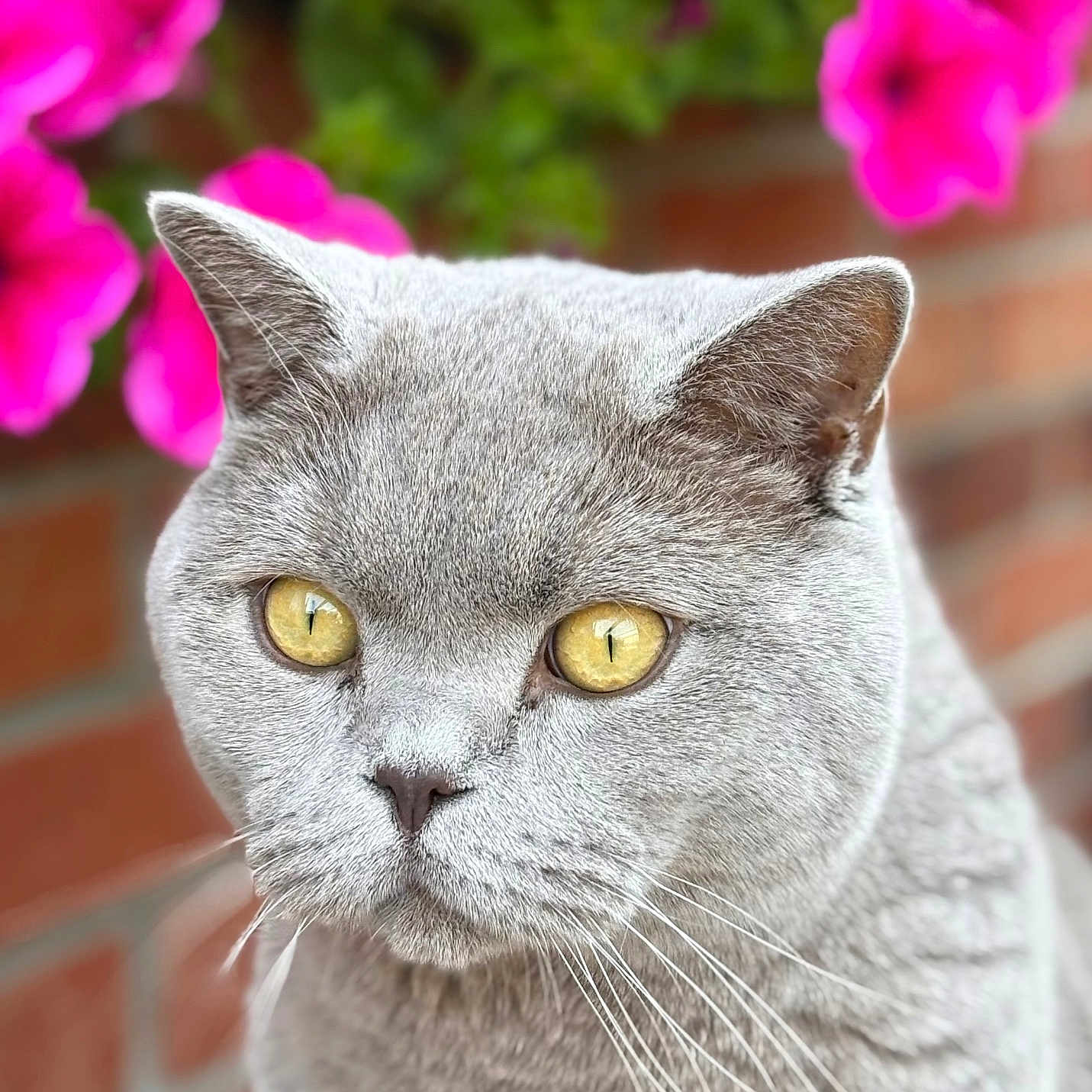 Buddy Simon Green joined the competition — help win amazing prizes! animal, brick_wall, cat, close_up, cute, domestic_cat, feline, flowers, fur, gray_cat, mammal, nature, outdoor, pet, pink_flowers, portrait, soft_focus, whiskers, yellow_eyes
