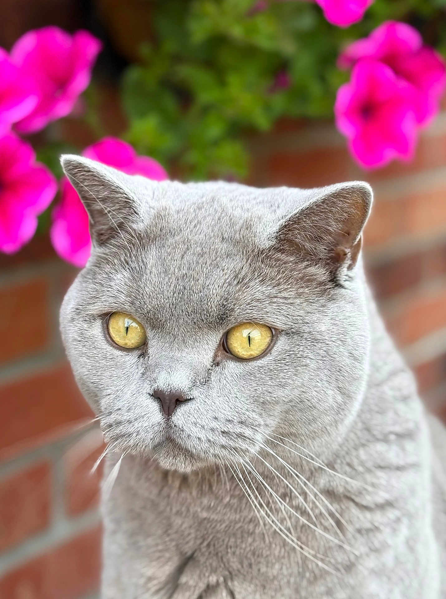 Buddy Simon Green joined the competition — help win amazing prizes! cat, gray_cat, yellow_eyes, whiskers, close_up, portrait, feline, pet, animal, outdoor, flowers, pink_flowers, brick_wall, nature, soft_focus, fur, cute, domestic_cat, mammal