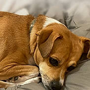 Tuckur is registered to the contest to win money with this photo: dog, brown_dog, pet, sleeping, blanket, bed, indoor, resting, canine, fur, collar, cute, animal, companion, portrait, relaxation, comfort, face, snout, ears