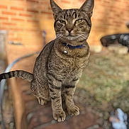 Bojangles is registered to the contest to win money with this photo: cat, tabby, animal, pet, outdoor, grass, brick_wall, collar, bell, sitting, feline, whiskers, ears, tail, close_up, daylight, nature, domestic_animal, mammal, portrait