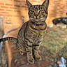 cat, tabby, animal, pet, outdoor, grass, brick_wall, collar, bell, sitting, feline, whiskers, ears, tail, close_up, daylight, nature, domestic_animal, mammal, portrait