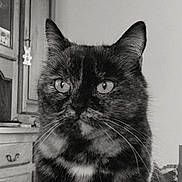 Luna participe au concours pour gagner de l'argent avec cette photo : cat, black_and_white, close_up, portrait, whiskers, ears, eyes, fur, pet, animal, indoor, home, drawer, cabinet, sitting, staring, expressive, monochrome, centered, photography