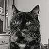 cat, black_and_white, close_up, portrait, whiskers, ears, eyes, fur, pet, animal, indoor, home, drawer, cabinet, sitting, staring, expressive, monochrome, centered, photography