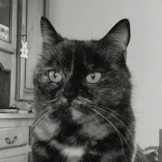 Luna participe au concours pour gagner de l'argent avec cette photo : cat, black_and_white, close_up, portrait, whiskers, ears, eyes, fur, pet, animal, indoor, home, drawer, cabinet, sitting, staring, expressive, monochrome, centered, photography