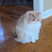 Mimi joined the competition — help win amazing prizes! cat, persian_cat, fluffy, indoor, wooden_floor, carpeted_stairs, doorframe, pet, animal, feline, sitting, long_hair, cream_color, white_color, domestic_cat, house, fur, cute, calm, quiet