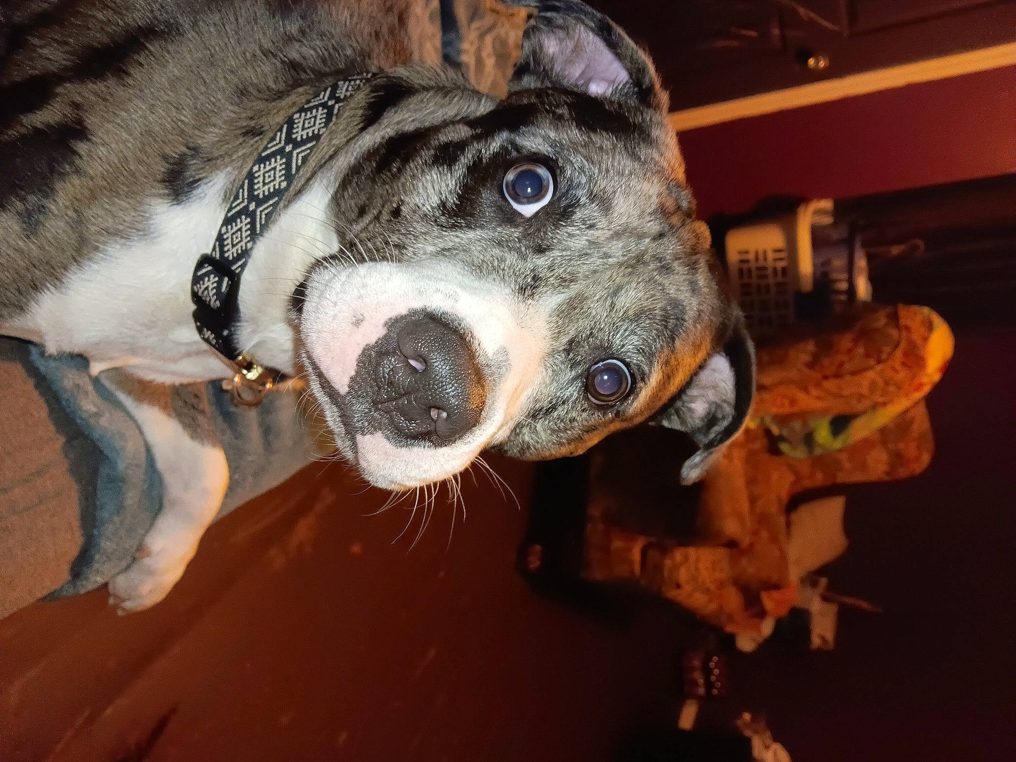 Morty joined the competition — help win amazing prizes! canidae, carnivore, collar, companion_dog, dog, dog_breed, dog_collar, fawn, fur, guard_dog, non_sporting_group, snout, sporting_group, whiskers, working_animal, working_dog