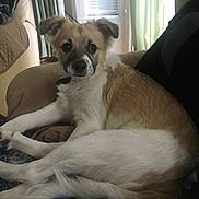 Beau joined the competition — help win amazing prizes! dog, puppy, pet, animal, canine, white_fur, brown_fur, floppy_ears, dark_nose, big_eyes, lying_down, bed, blanket, indoors, home, bedroom, portrait, cute, playful, relaxed