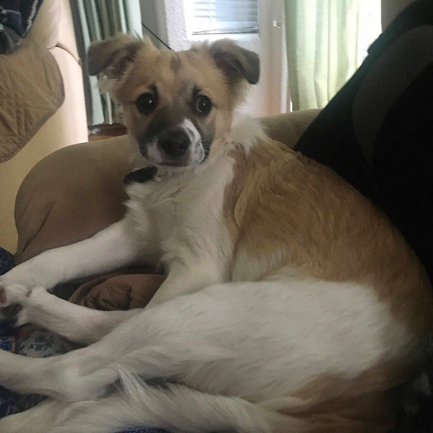 Beau