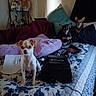 Gucci is registered to the contest to win money with this photo: dogs, puppies, small_dogs, pet, animal, three_dogs, sitting, bed, bedroom, blanket, pillows, quilt, indoor, home, portrait, pointy_ears, short_hair, brown_and_white, black_and_tan, furniture