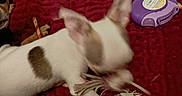 Gucci is registered to the contest to win money with this photo: dog, small_dog, white_dog, brown_patch, pet, animal, lying_down, playing, bed, red_blanket, stuffed_animals, plush_toys, toy, purple_object, barcode_tag, indoor, bedroom, cozy, motion_blur, funny_pose