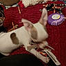 dog, small_dog, white_dog, brown_patch, pet, animal, lying_down, playing, bed, red_blanket, stuffed_animals, plush_toys, toy, purple_object, barcode_tag, indoor, bedroom, cozy, motion_blur, funny_pose
