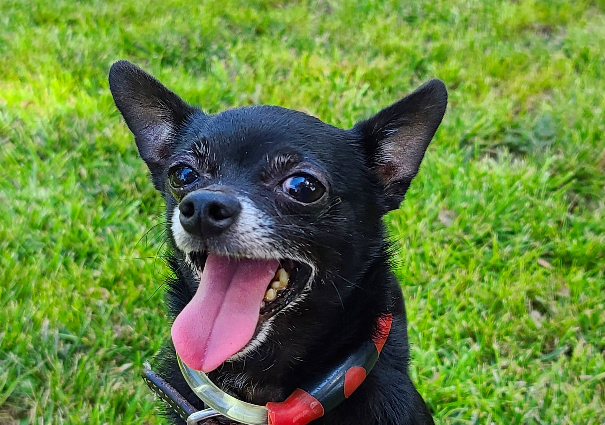 Lil'Schitt joined the competition — help win amazing prizes! canidae, carnivore, chihuahua, collar, companion_dog, dog, dog_breed, dog_collar, eye, fawn, fur, grass, head, plant, snout, sporting_group, terrestrial_animal, toy_dog, whiskers, working_animal