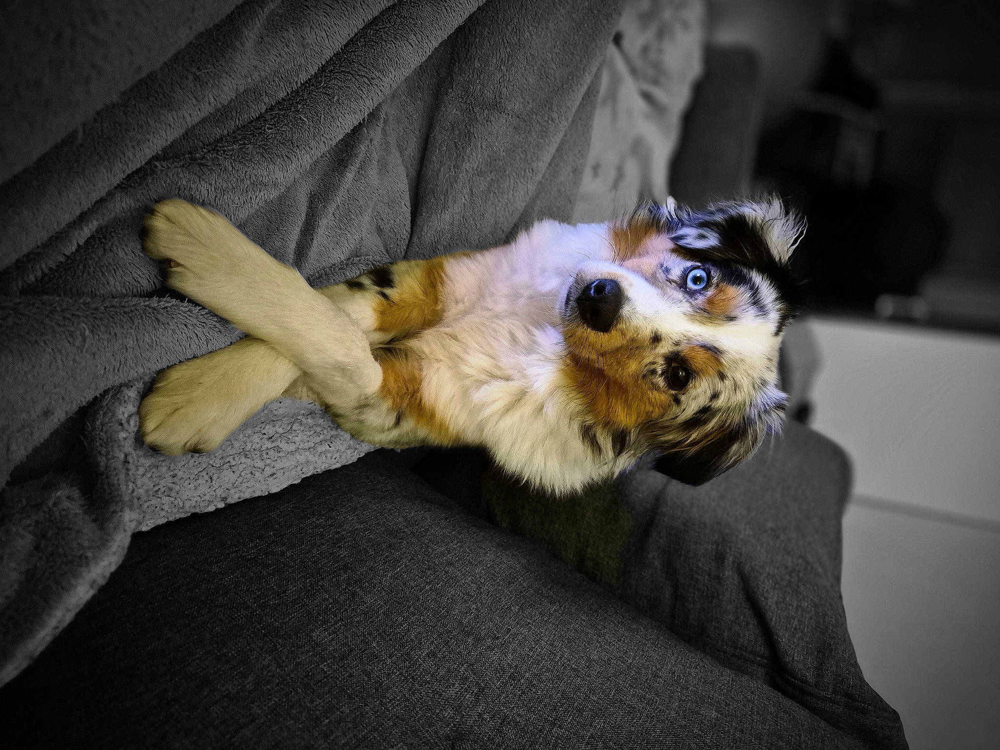 Ushka a rejoint le concours — aidez-le/la à gagner de superbes lots ! canidae, carnivore, clock, comfort, companion_dog, couch, dog, dog_breed, fawn, felidae, fur, paw, small_to_medium_sized_cats, snout, spaniel, sporting_group, sunglasses, terrier, toy_dog, whiskers