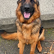 Volcane a rejoint le concours — aidez-le/la à gagner de superbes lots ! animal_face, brown_black_fur, canine, close_up, collar, concrete, dog, ears, friendly, fur, german_shepherd, happy, outdoor, pavement, paw, pet, portrait, sitting, tail, tongue_out