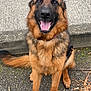 animal_face, brown_black_fur, canine, close_up, collar, concrete, dog, ears, friendly, fur, german_shepherd, happy, outdoor, pavement, paw, pet, portrait, sitting, tail, tongue_out
