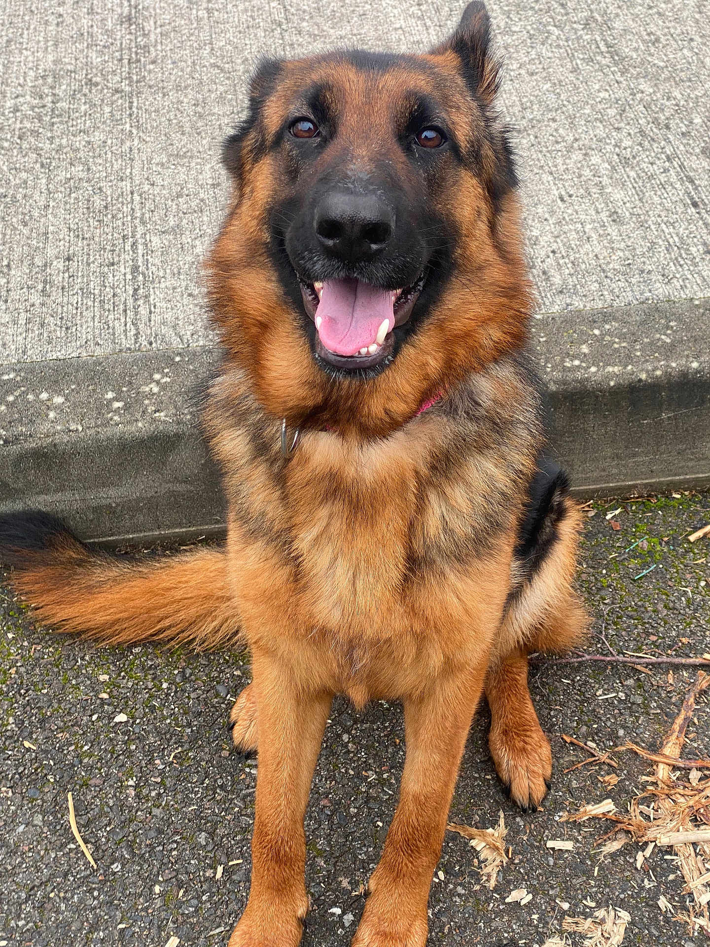 Volcane a rejoint le concours — aidez-le/la à gagner de superbes lots ! animal_face, brown_black_fur, canine, close_up, collar, concrete, dog, ears, friendly, fur, german_shepherd, happy, outdoor, pavement, paw, pet, portrait, sitting, tail, tongue_out